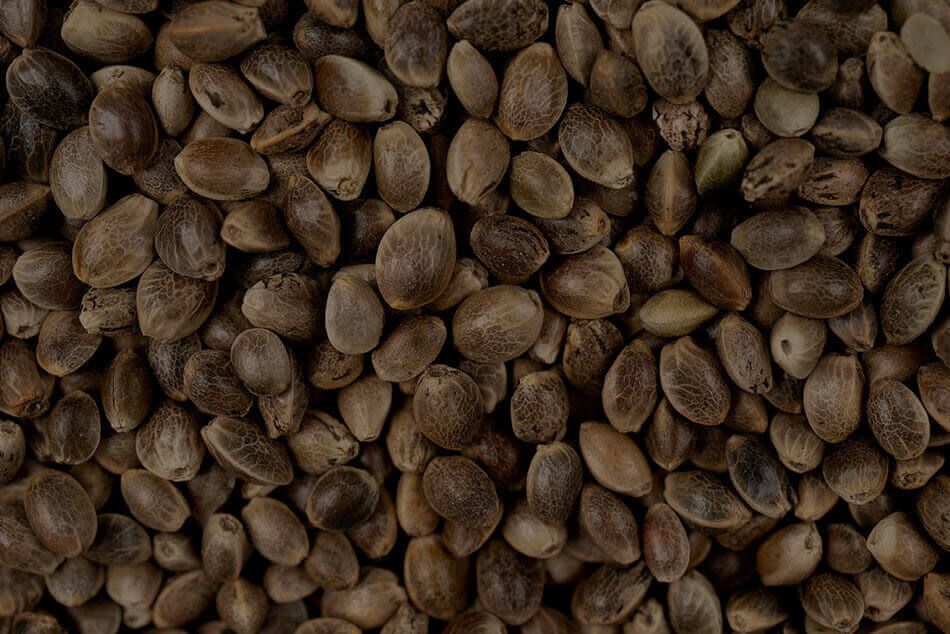 How to properly store cannabis seeds — temperature, humidity, darkness