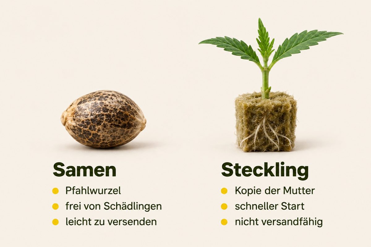 Samen oder Steckling im Vergleich: Cannabissamen mit Pfahlwurzel, frei von Schädlingen und leicht zu versenden – Steckling als Kopie der Mutter mit schnellem Start, nicht versandfähig