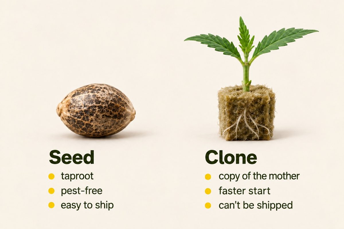 Seed or clone compared: a cannabis seed with a taproot, pest-free and easy to ship – a clone as a copy of the mother with a faster start, which can’t be shipped