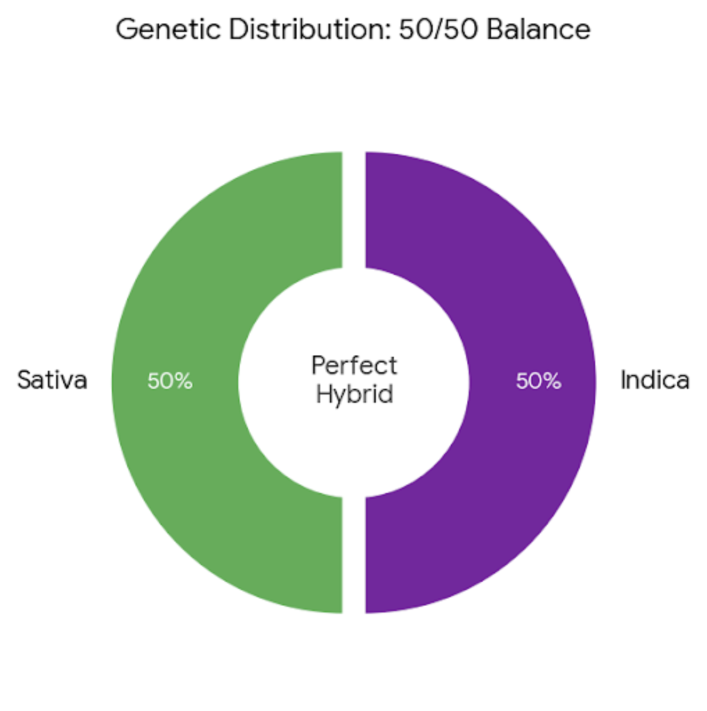 Cannabis Hybrid Genetic Ratio 50/50 Sativa and Indica