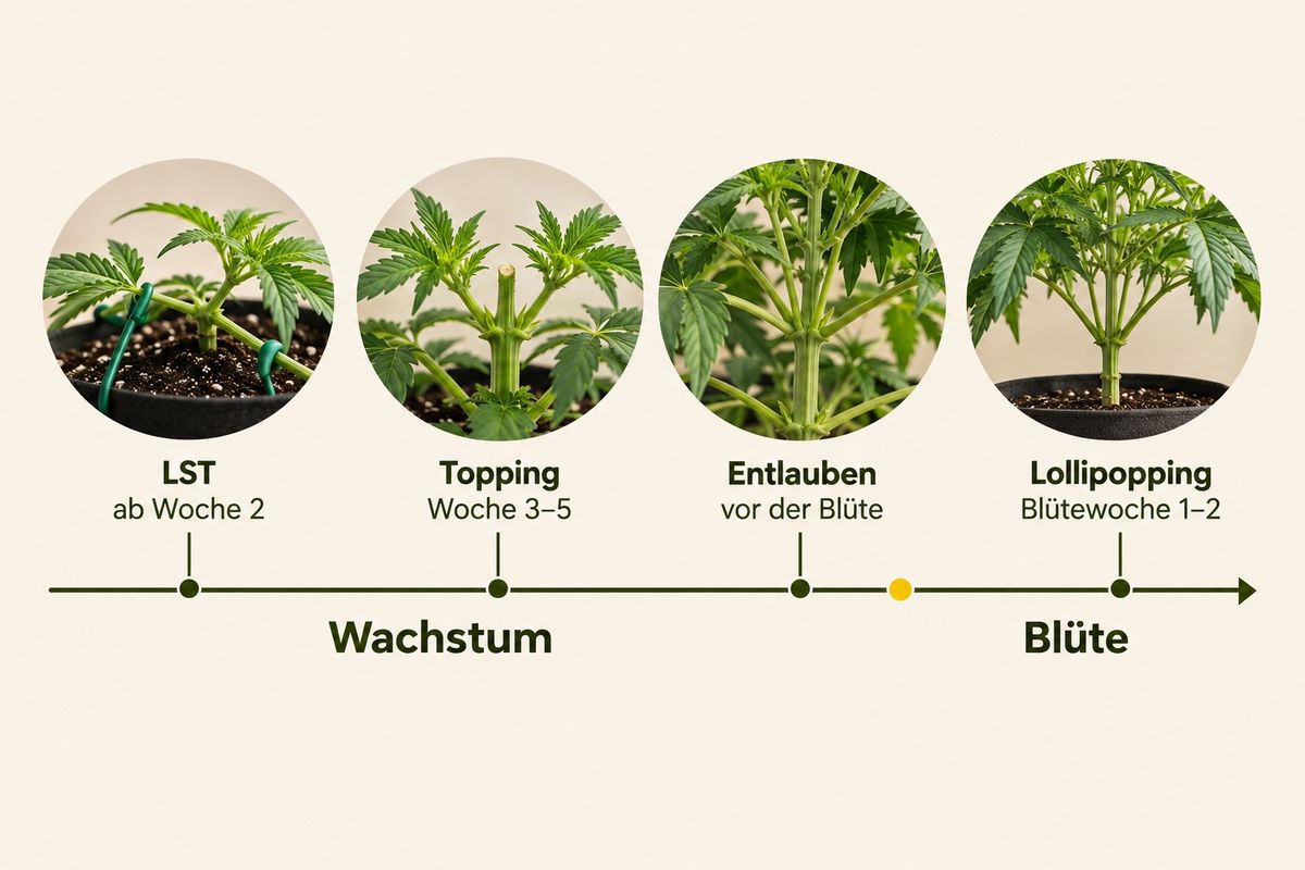 Infografik: wann welche Methode beim Cannabis beschneiden – LST ab Woche 2, Topping Woche 3–5, Entlauben vor der Blüte, Lollipopping Blütewoche 1–2