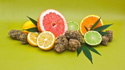Cannabis terpenes: myrcene, limonene, caryophyllene, linalool — profiles and effects