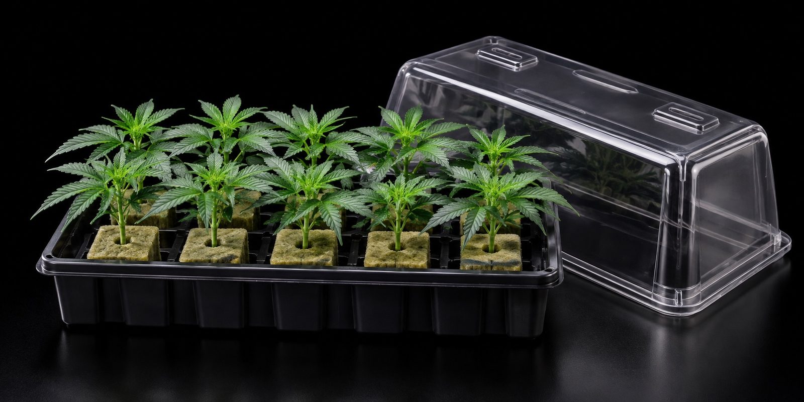 Cannabis Stecklinge selber ziehen: Anleitung vom Schnitt bis zur Bewurzelung