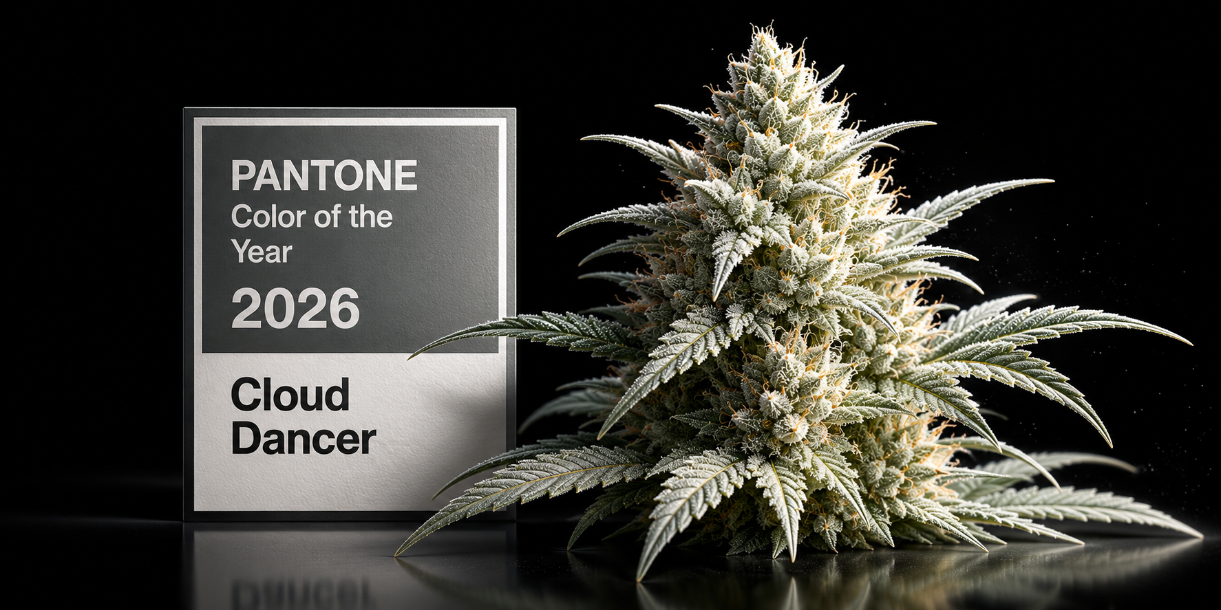 PANTONE 2026 : Cloud Dancer et la génétique de cannabis « White ». Pourquoi le blanc sera la couleur phare de l’année prochaine