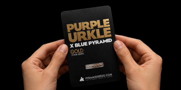 Pyramid Seeds: Ανασκόπηση του 2025 από τη σκοπιά του breeder. Συνέντευξη για τη γενετική, τις τάσεις και τις νέες συλλογές.