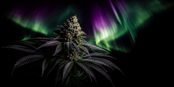 Nasiona Northern Lights: Kompletny Przewodnik – Efekty, THC i 6 Odmian