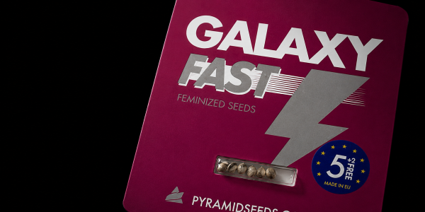 Fast Version Seeds Explained: Fast-Flowering Is NOT Autoflower