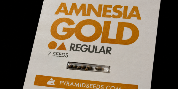 What Are Regular Cannabis Seeds?