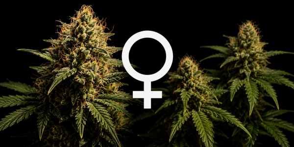 ¿Qué es una semilla feminizada y cómo se feminiza?