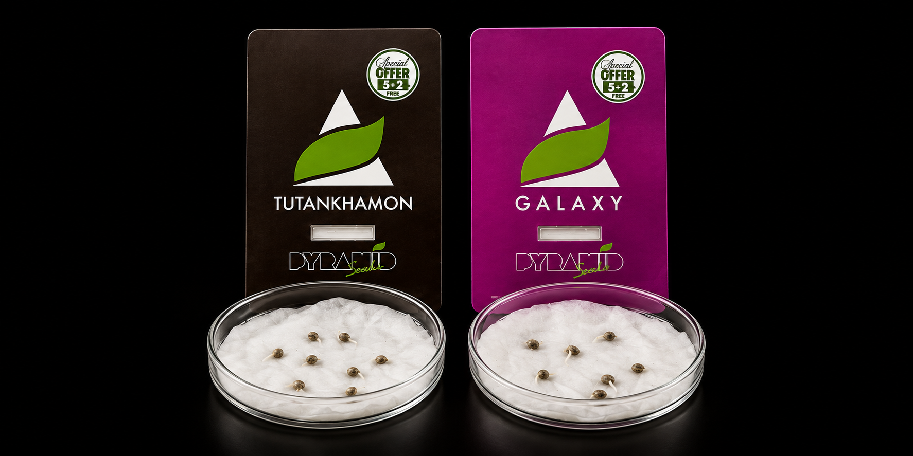 Cómo germinar semillas de marihuana
