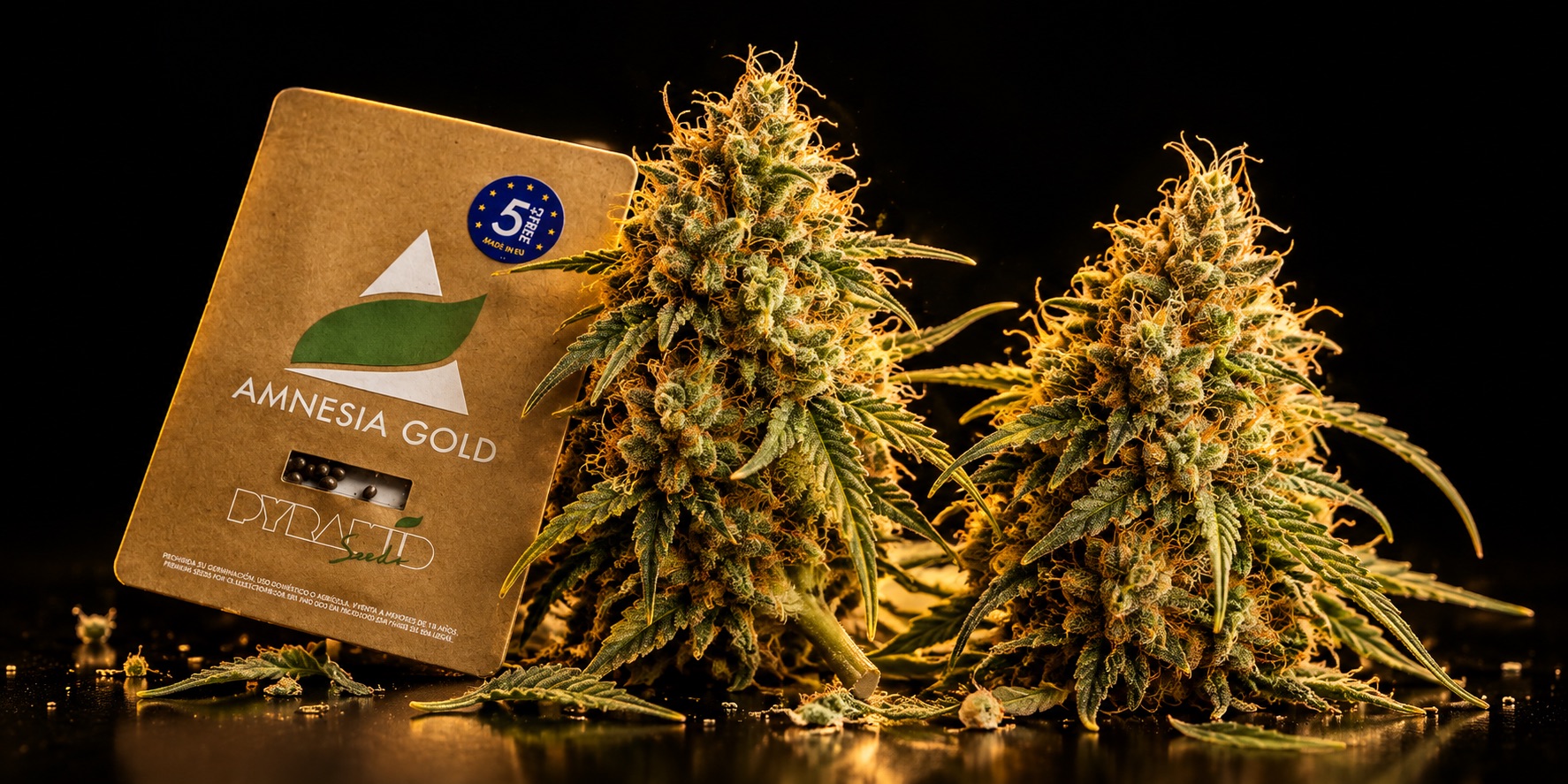 Amnesia Haze vs. Amnesia Gold: Wirkung, THC, Blütezeit