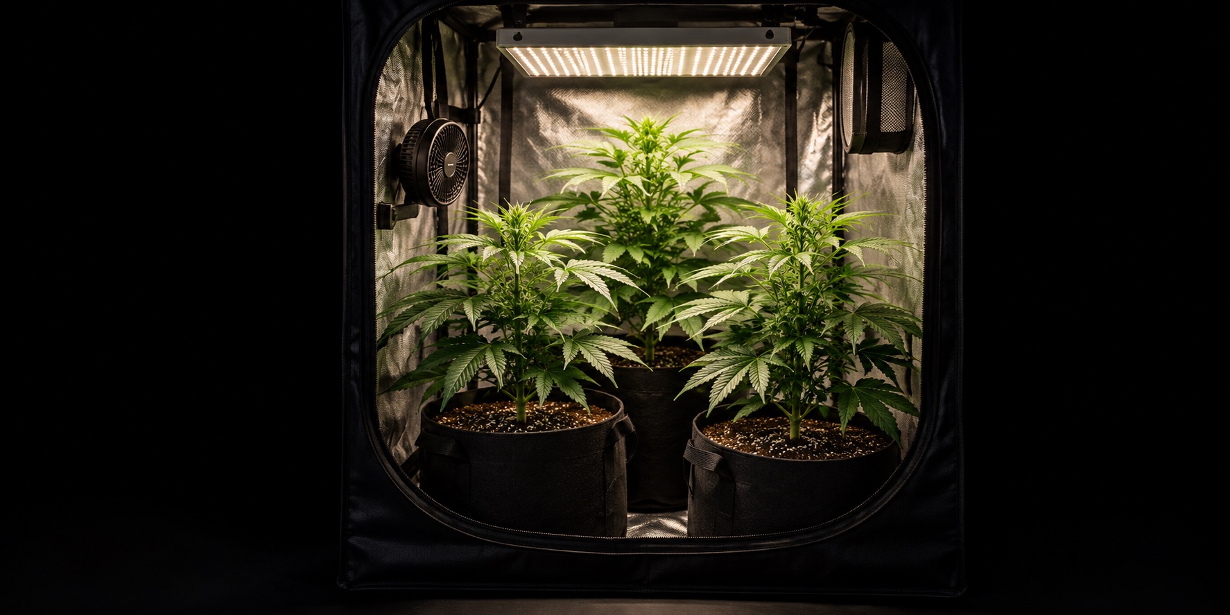 Cannabis anbauen für Anfänger: Anleitung von Samen bis Ernte