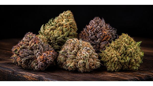 Die besten Cannabissorten 2026: Top 10 Sorten im Vergleich