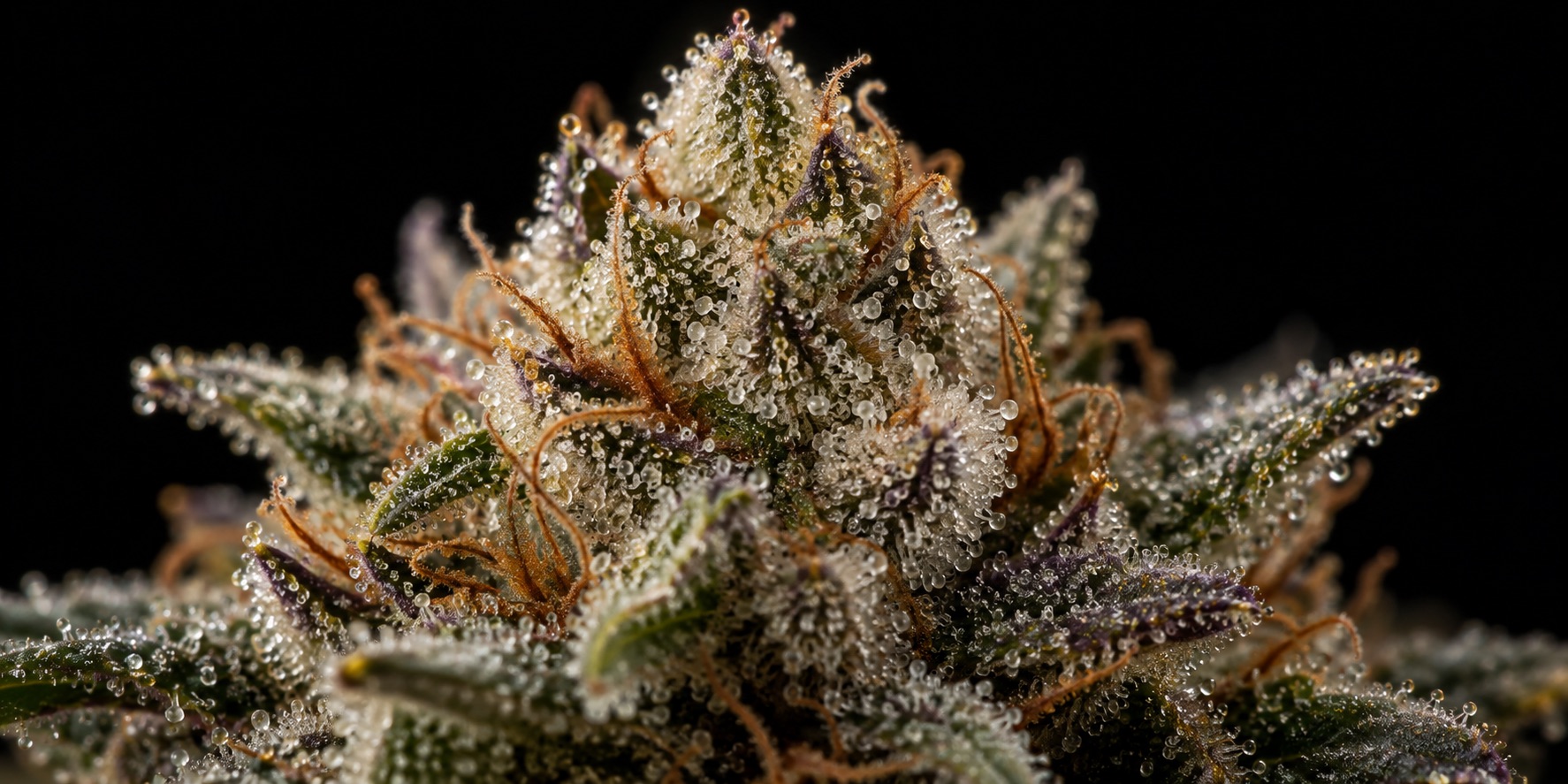 Qué es el THC: tetrahidrocannabinol, THCA, THCV y THCP explicados