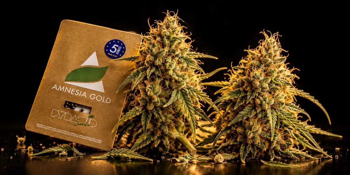 Amnesia Haze Strain: Effects, THC and Flowering Time — vs Amnesia Gold