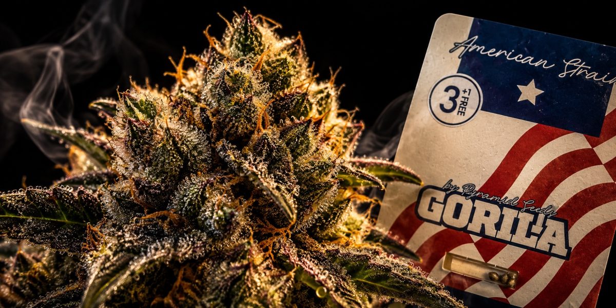Gorilla Glue weed (GG4) : effets, THC, indica ou sativa et culture